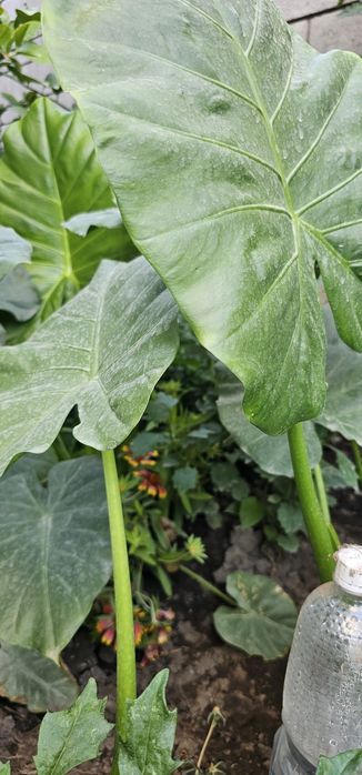 Алоказия крупно листовой