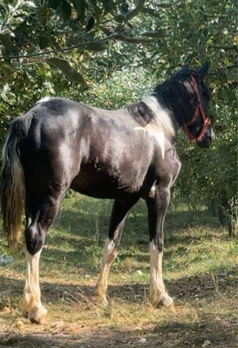 Vand manza pinto pentru detalii sunati