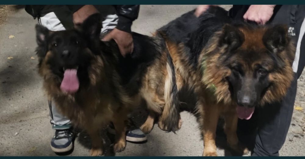 Немецкие длиношерстные авчарки.