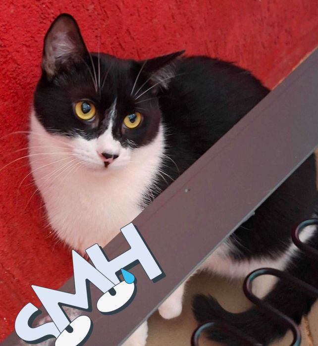 Adoptie pisica castrata