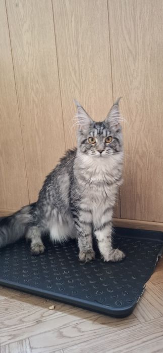 Мейн-кун девочка