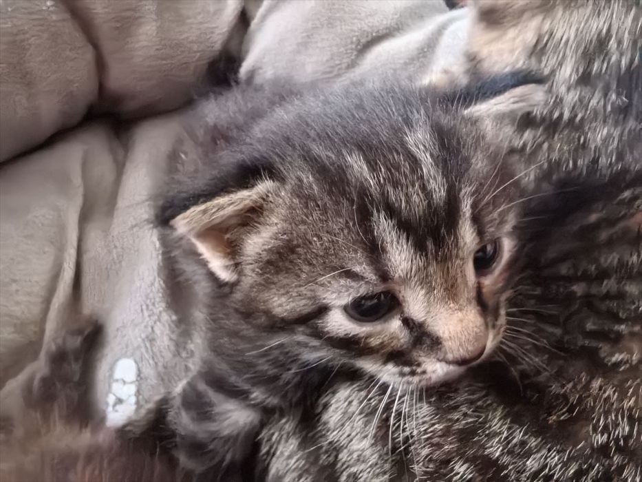 Отдаем котят в хорошие руки!