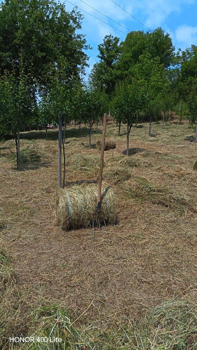 Vând baloti fân rotunzi, mici, 20 kg.