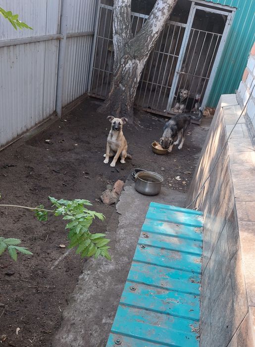 Отдам щенят  в добрые руки