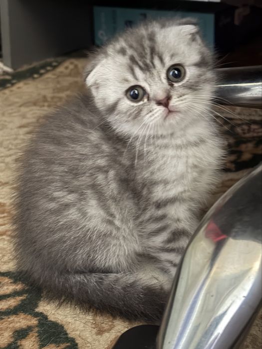 Вислоухая кошка скотиш фолд и Страйт