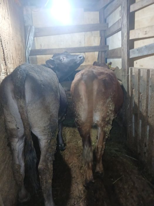 Тёлочки продам 2 Тёлочки жирные