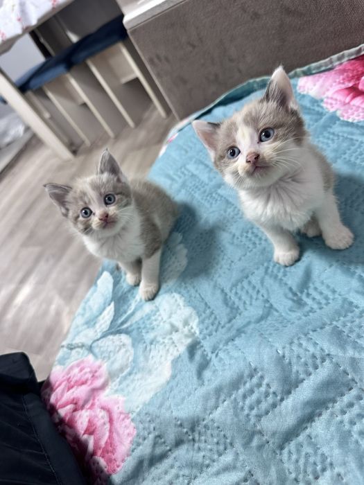 котята, 3 месяца