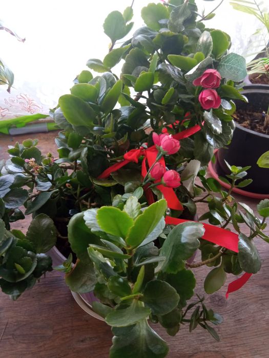 Гулдер неше турли