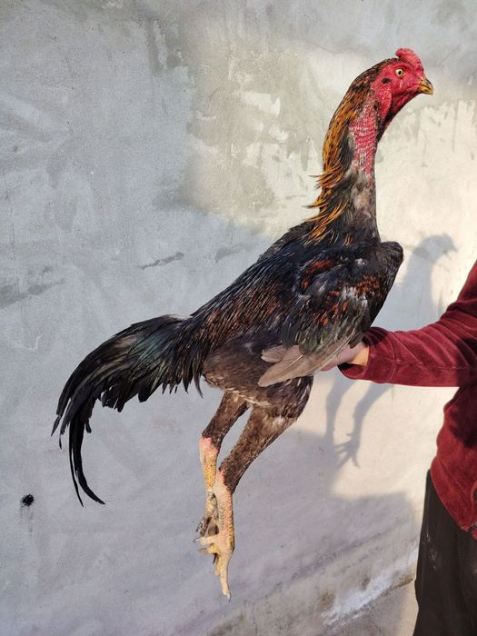 Кул ветнам сотилади