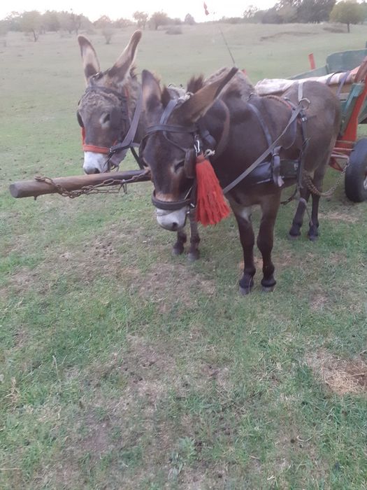 vând o pereche de măgari