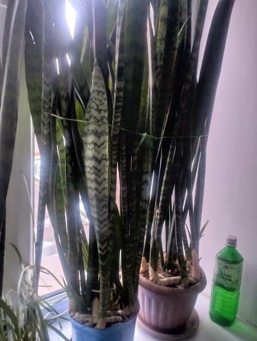 Сансевиерия продам