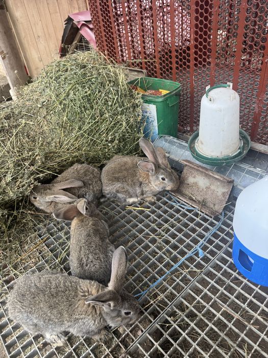 Vand iepurasi urias german 3 luni