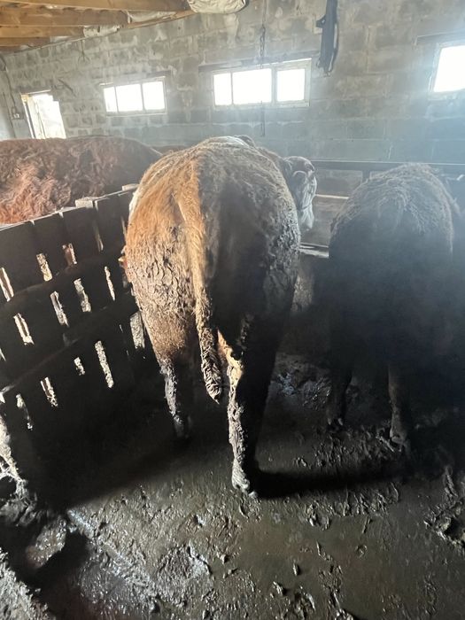 Продам бычков все пеньково