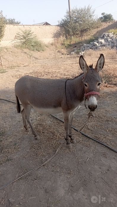 Eshak sotladi kelshlgan narxda