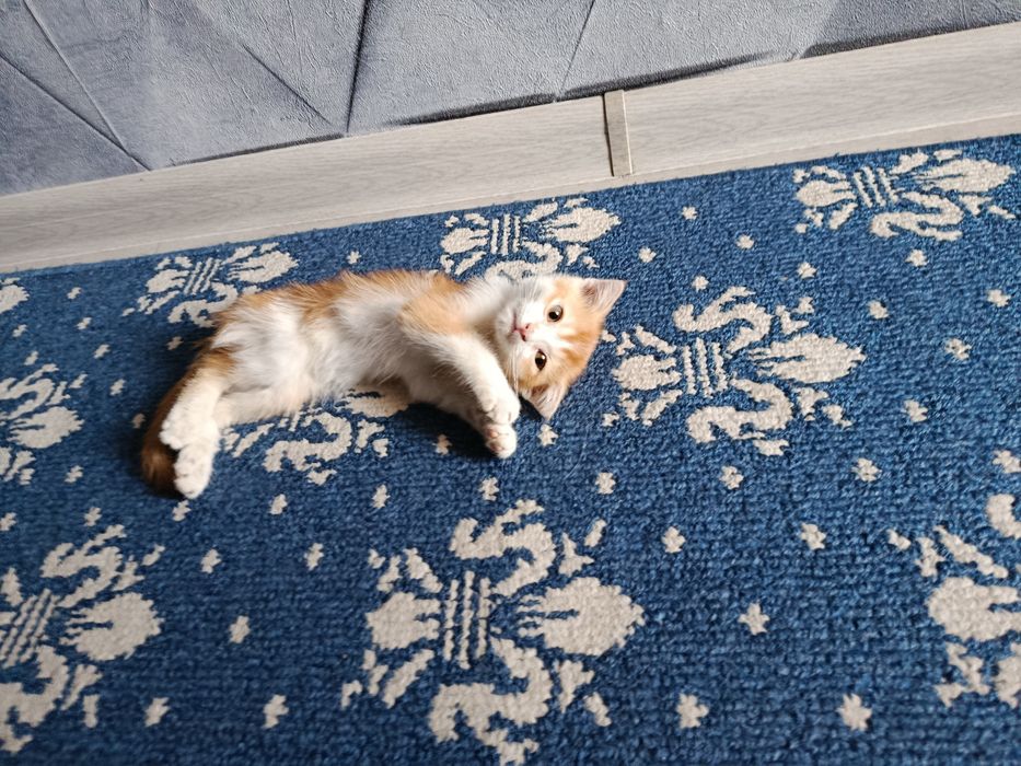 Отдадим котенка в хорошие руки