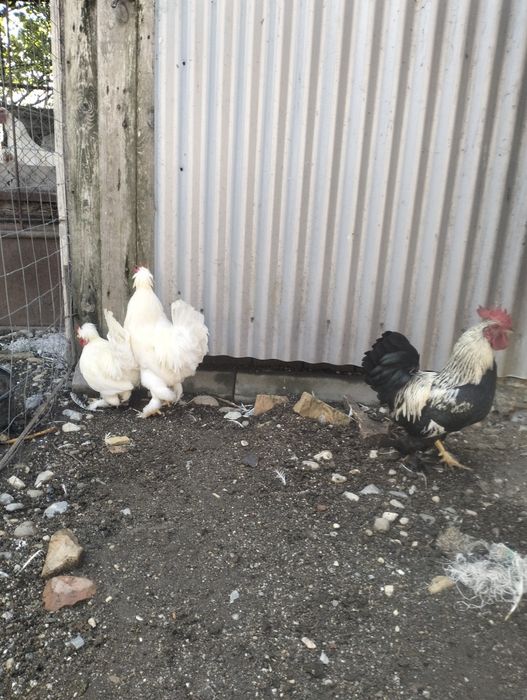 Cocoși pitici de vanzare