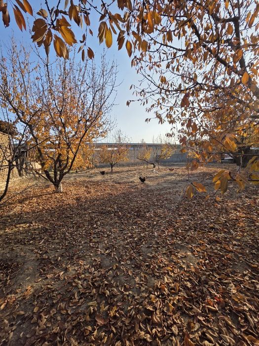 Дурмон САНИИФ 9 сотих+ 6 сотих   эски уй ер ҳисобида сотилади.