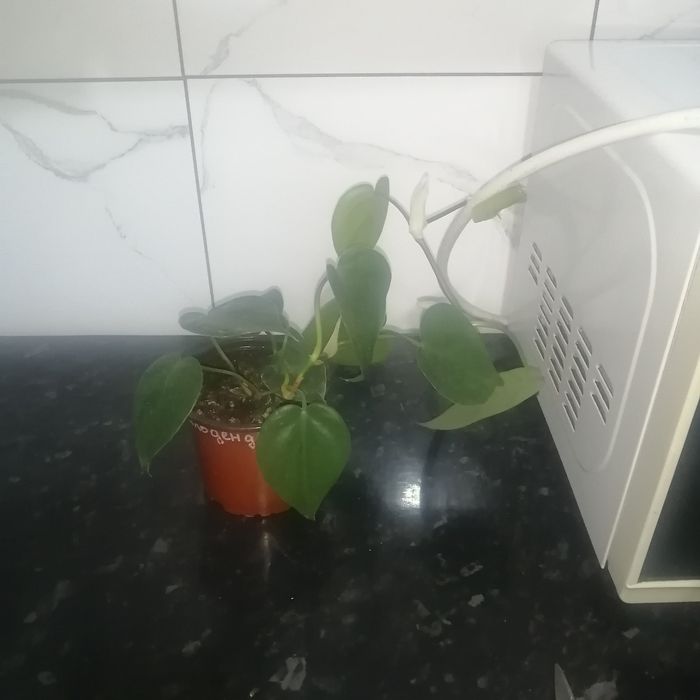Продам комнатные цветы