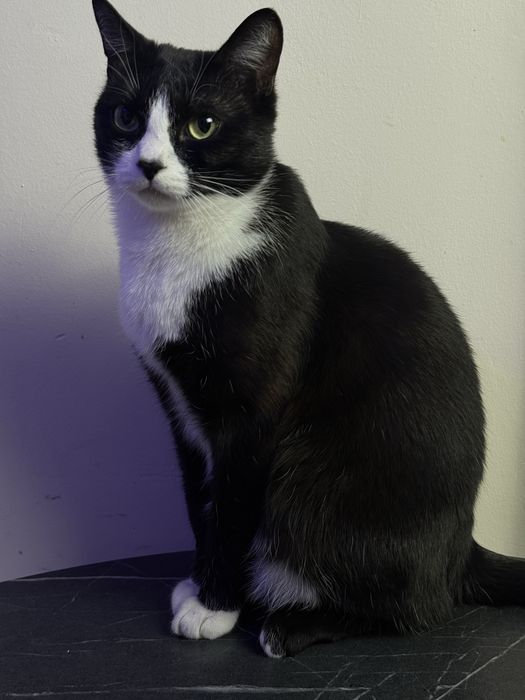 Срочно, кот ищет дом