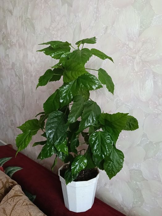 Продам комнатные цветы