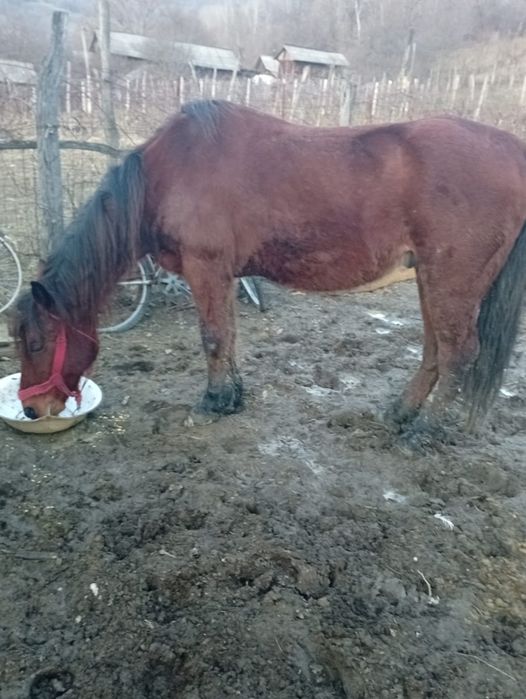 Vând cal                                              .