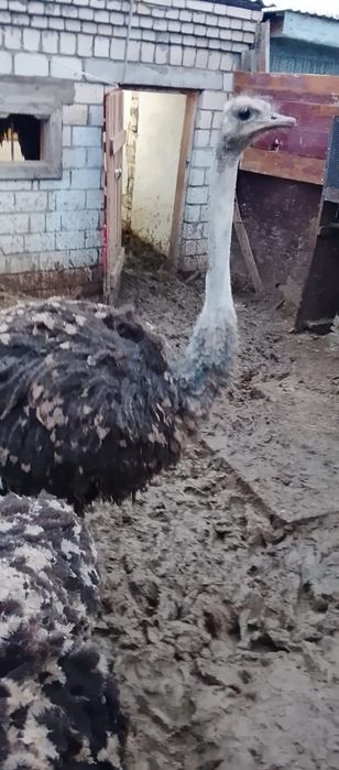 Страус Түйеқұс бағасы 350 мың