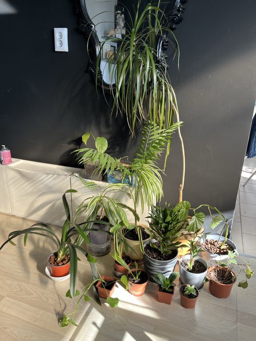 Комплект 3 вида монстера и други комплекти