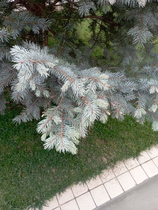 Archa kesish dorilash xizmati