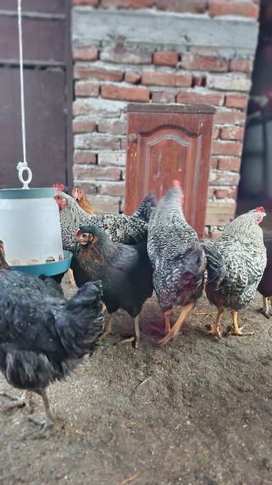 Петли супер харко на 5 месеца