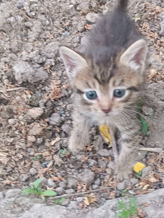 Котята, бесплатно.