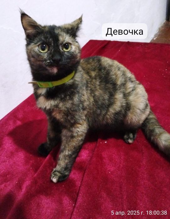 Котёнок, кошка в добрые ручки