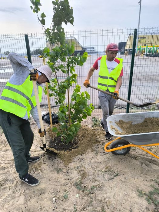 Озеленение. Проектирование.
