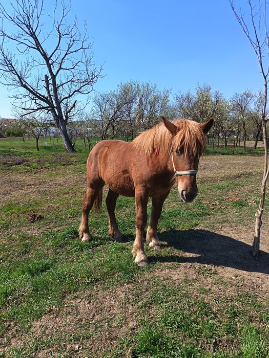 Vind minza de 11 luni