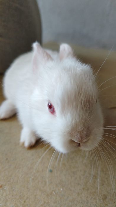 Iepuri pitici urgent trimit în Arad și Timiș!!!