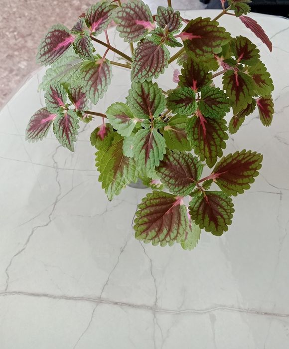 Обмен комнатными цветочками