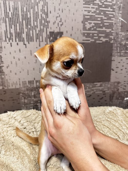 Щенок принцесса чихуахуа