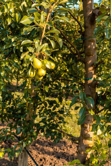 Продава се Земеделски имот в с. Братово, Област Бургас -  кв.м за 9211 €/дка - Снимка #6