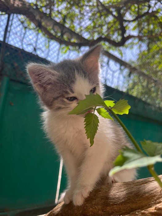 Котята бесплатно даром