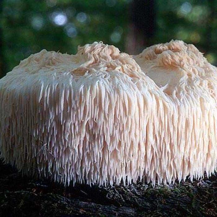 Ежовик Гребенчатый c мицелием в veg капсулах 400мг