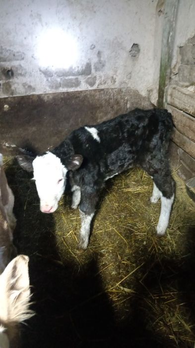 Телёнок тёлочка молочная