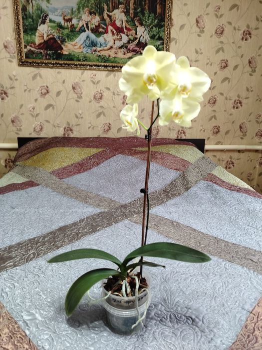 Продам Орхидею комнатный цветок