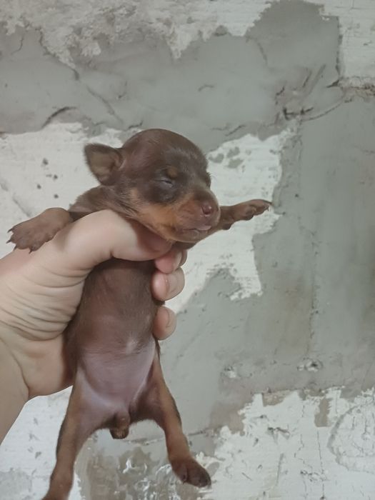 Щенки той терьера