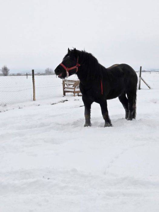 vand harmasar de 3 ani