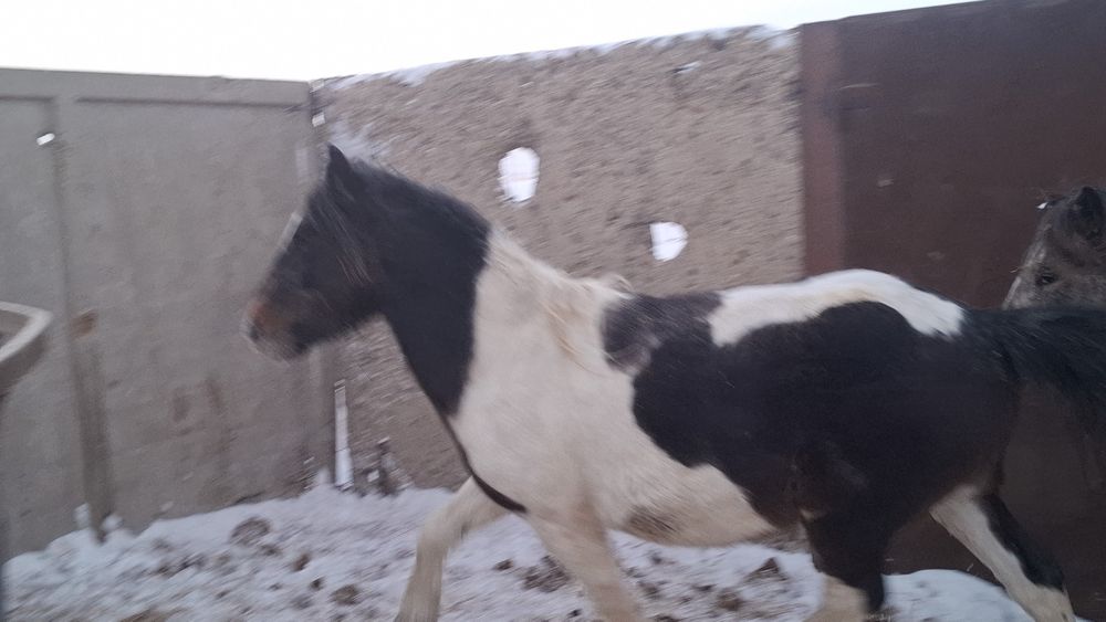 Айгыр донен ала.