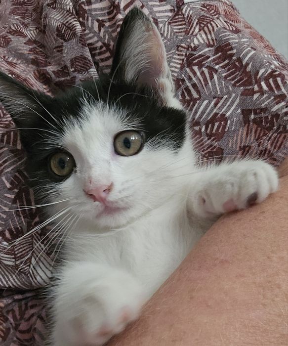 Котенок ищет дом