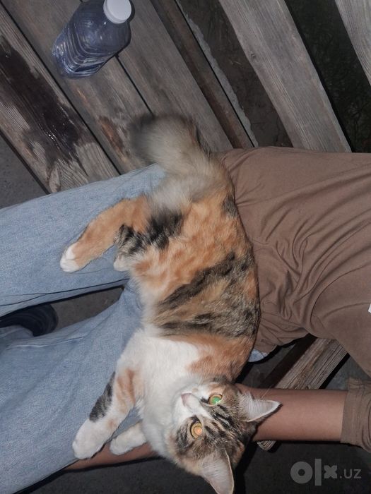 Domestic Longhair