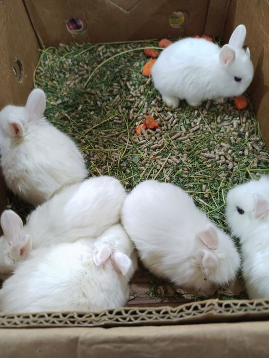 Кролики декоративные