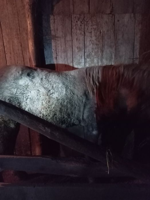 Продам лошадей с откорма