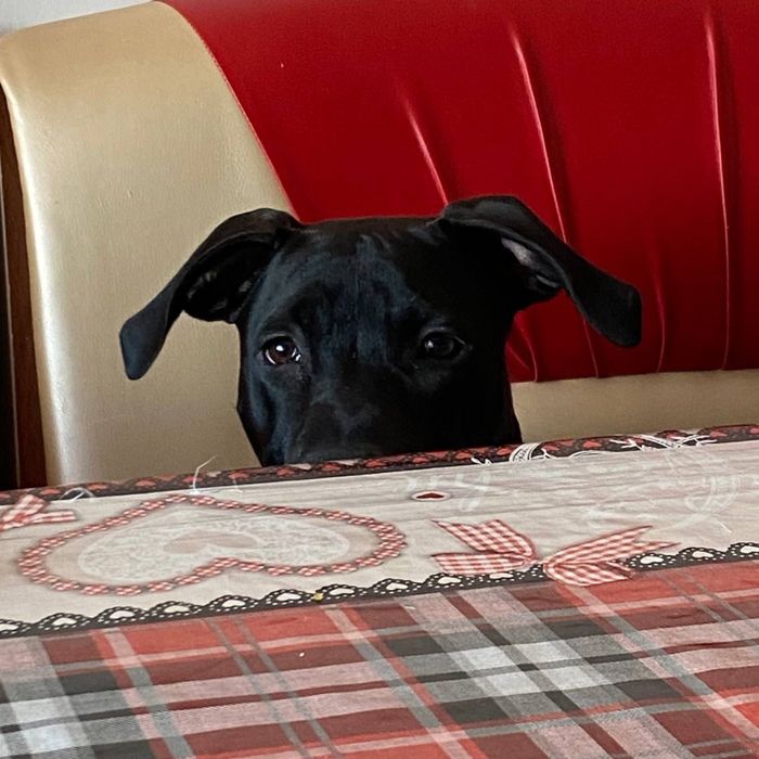 Продается пидбуль кубинец