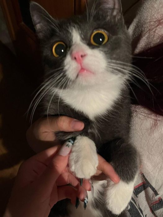Отдам котёнка в добрые руки